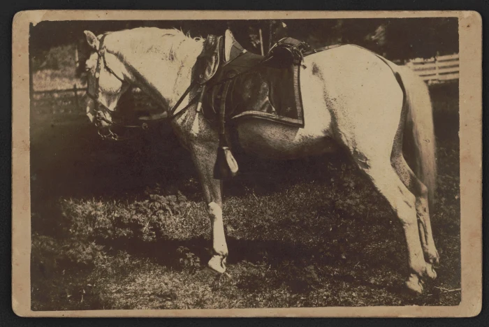 « Colonel », cheval de la guerre de Sécession, tirage d'origine jauni